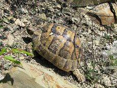 Черепаха Никольского (средиземноморская черепаха) 003